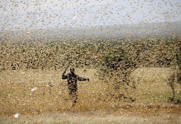  Hundreds Of Billions Of Locusts Fly Into East Africa