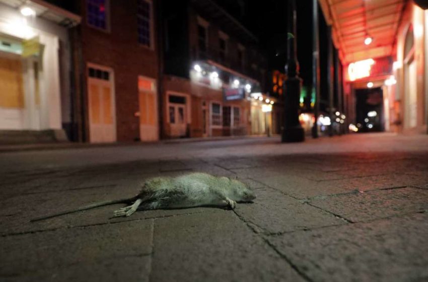  Rats Are Taking Over New Orleans Because of Social Distancing