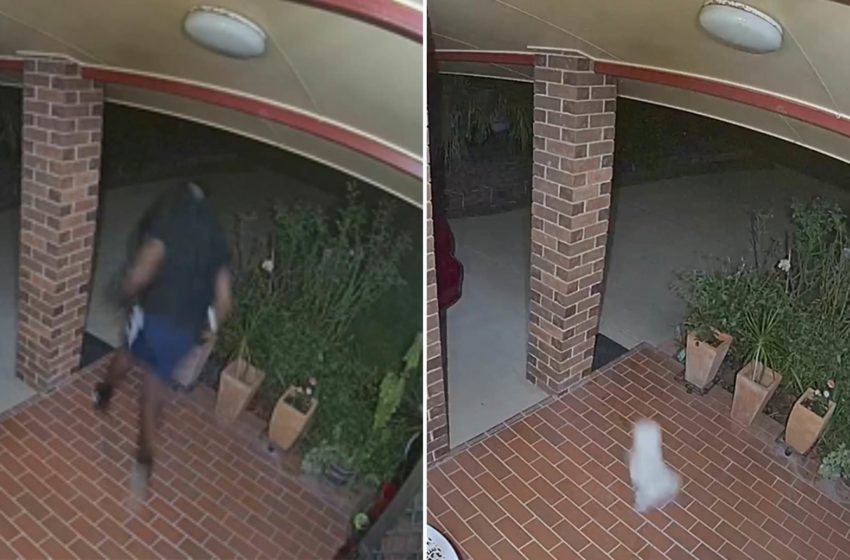  Funny Video Of Tiny Dog Caught On Home Security Camera Chasing Away Burglars