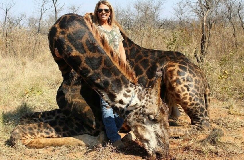  Hunter Defends Killing Giraffe By Saying “There’s Children Being Raped”