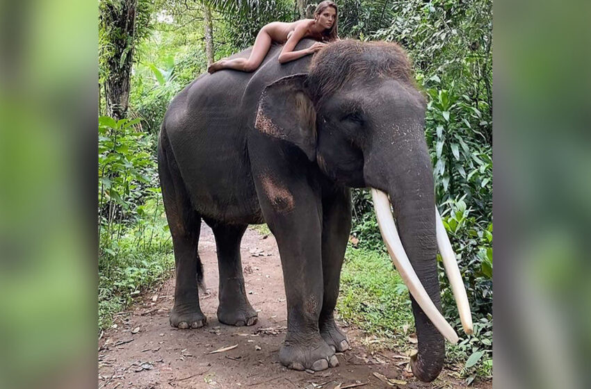  Russian Influencer Apologizes For Posing Nude On Endangered Elephant