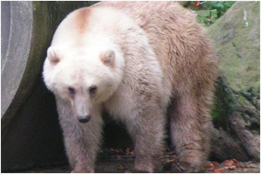  Polar Bear & Grizzly Bear Hybrid, “Pizzly Bears,” Could Become Common Due to Climate Change