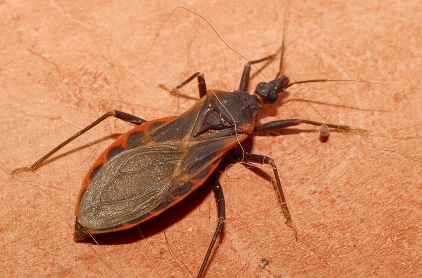  Potentially Deadly “Kissing Bugs” Migrating Further North, Found In Pennsylvania & New Jersey