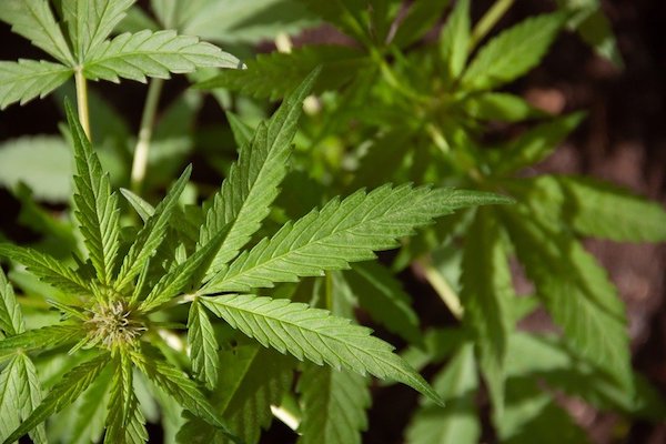  Link Between Marijuana Use & Schizophrenia Is On The Rise, Study Says It’s Not “Harmless”