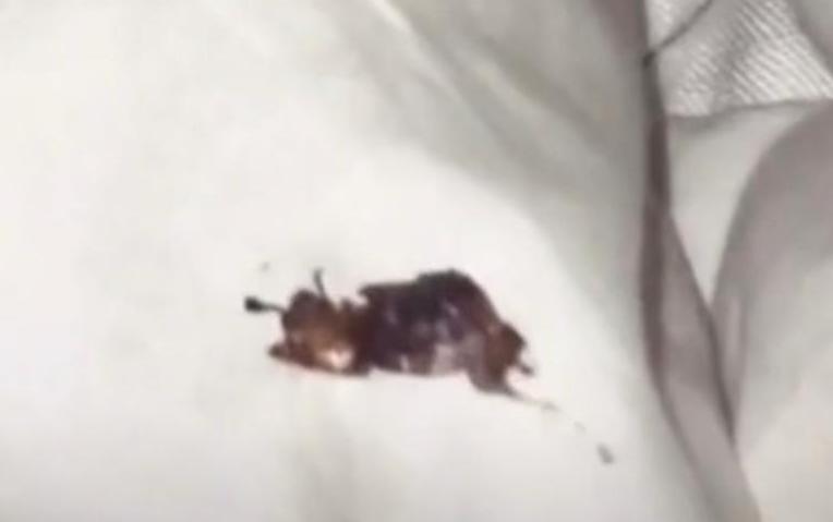  TikToker Disgusted After Discovering Cockroach In McDonald’s Mcflurry, Says She Crunched On It