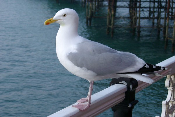  Man Bludgeons Seagull To Death On Crowded Beach With Children’s Toy & Flees