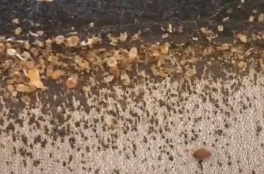  Exterminator Exposes Client Who Tried To Donate Bed Bug-Infested Furniture To Single Mother