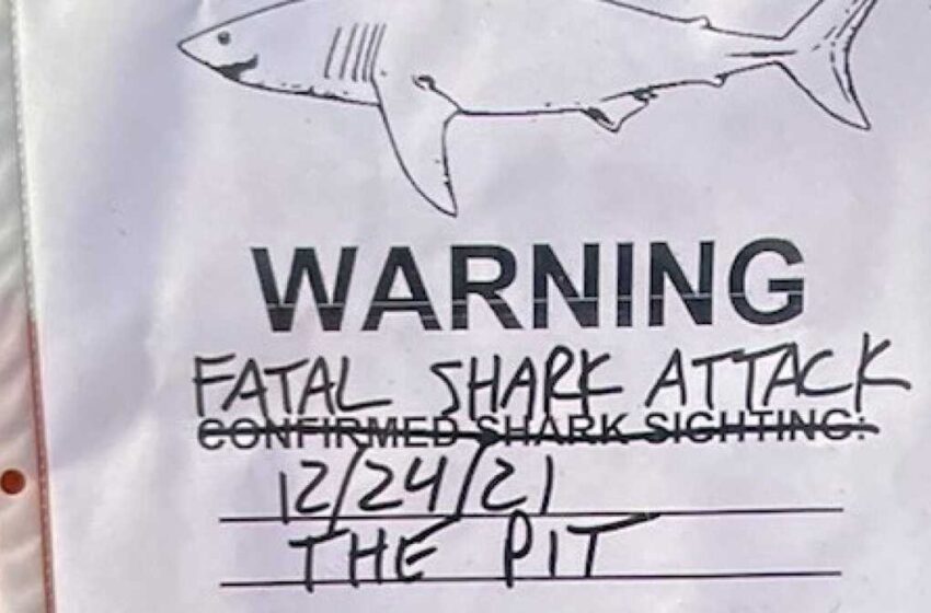  Surfer Killed At California Beach In Apparent Great White Shark Attack On Christmas Eve