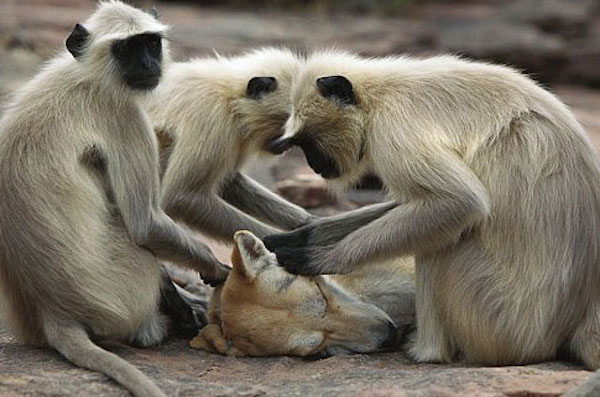  Group Of Monkeys Kill Over 250 Dogs For Revenge In Indian Town After Baby Monkey Killed