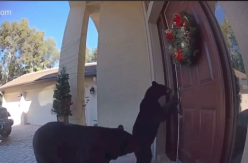  Doorbell Footage Captured Two Bears Attempting To Open Front Door Of Florida Home