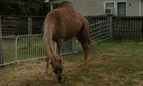  Two Men Killed By Camel That Escaped From A Petting Zoo In Tennessee