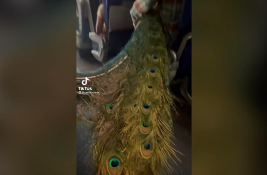  Passenger Shocked After Woman Brings Peacock Onto A Flight As A Service Animal