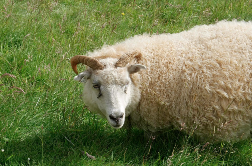  Sheep Sentenced To Three Years After Murdering A Woman, According To Reports  