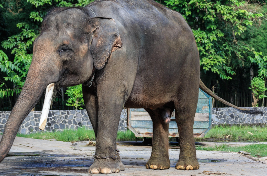  Elephant Fatally Attacks 70-Year-Old Woman Then Went To Her Funeral and Tramples Corpse 