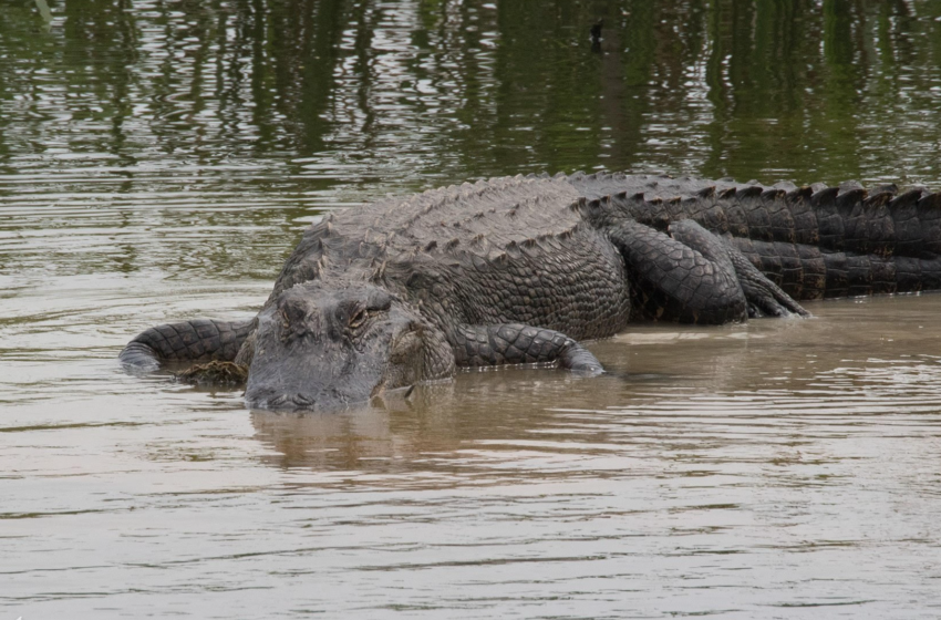  Man Dragged Into Pond and Killed By 11-Foot Alligator, According To Reports  ￼