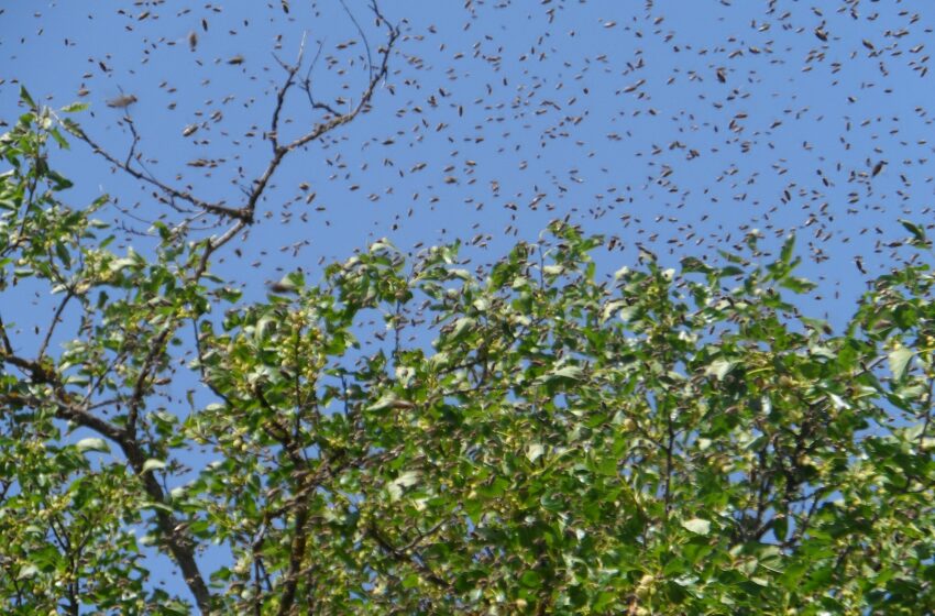  At Least 10 Million Bees Released On Utah Highway After Truck Transporting Them Crashed