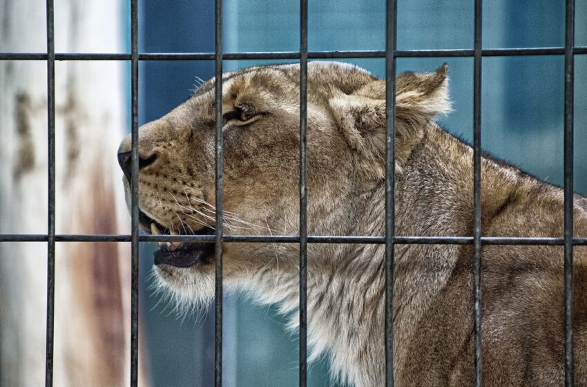 Mexico Zoo Shuts Down After Authorities Found The Remains Of Hundreds Of  Big Cats, Witness Says Lions Were Forced To Eat Their Tail - ONSITE! TV