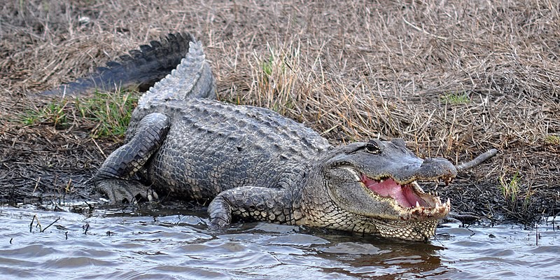  Florida Man Hospitalized After An Alligator Bites His Face