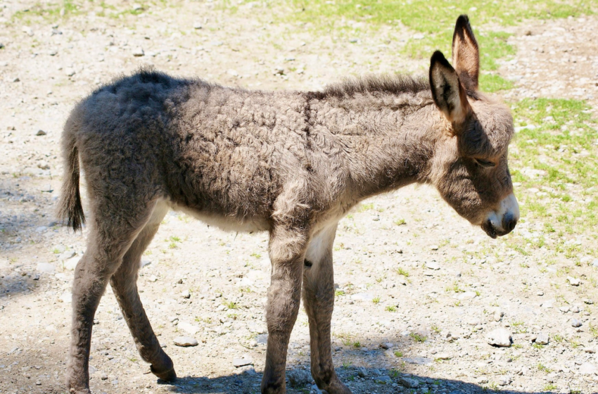  Nigerian Officials Reportedly Confiscated Thousands Of Donkey Penises Being Smuggled To Hong Kong