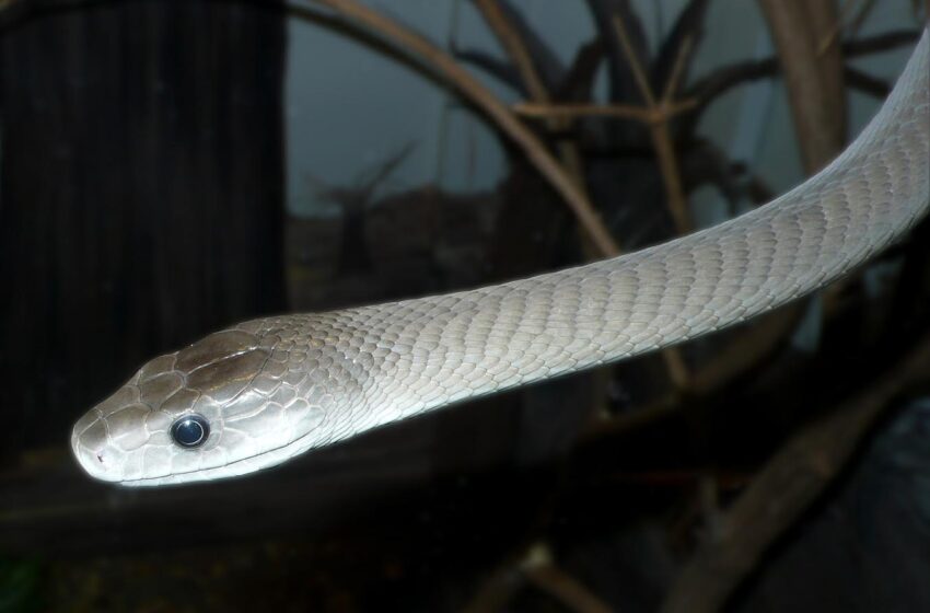  Black Mamba Snake Killed Man’s Daughter, Wife, and Nephew In Just One Bite, Reports Say  