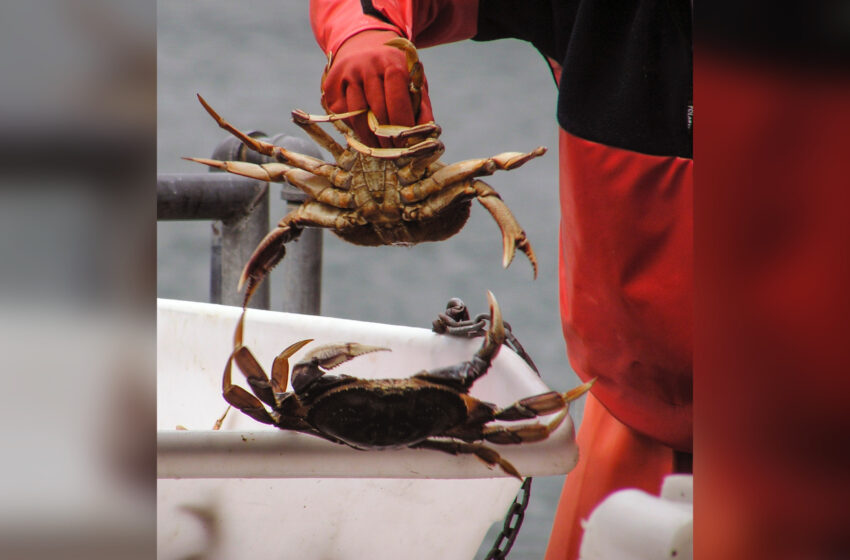  Alaska Cancels Snow Crab Season Due To Dwindling Crab Population Numbers