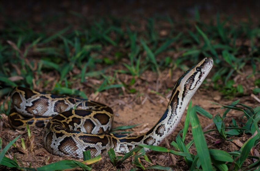  Man Charged With Smuggling Pythons In His Pants At The U.S-Canadian Border