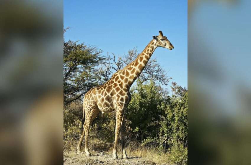  16-Month-Old Girl Fatally Trampled By Giraffe, Reports Say Toddler’s Mother Is In Critical Condition  