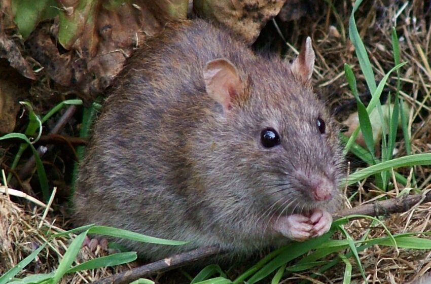  Police Department Blames Hungry Rats After 1,000 Pounds Of Marijuana Disappears