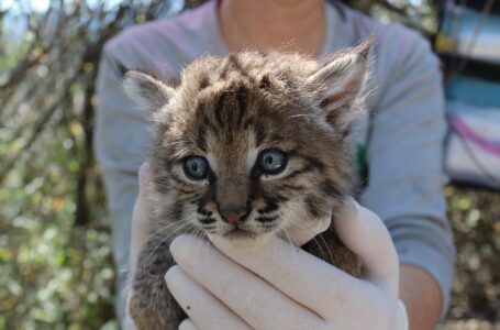 Missouri Woman Bitten After Bobcat Kitten Is Mistaken For “Lost Cat”