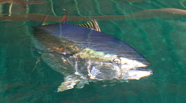  Fisherman Missing At Sea After He’s Dragged Overboard By Tuna In Hawaii, Police Say