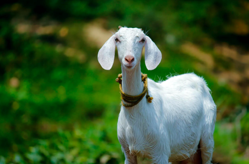  Woman Reveals That She Sold Her Daughter’s Pet Goat To The State Fair and They Barbecued It, Says She’s Suing