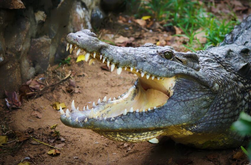  Florida Man Jumps on 12-Foot Alligator’s Back to Save His Dog, Reports Say